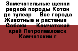 Замечательные щенки редкой породы Котон де тулеар  - Все города Животные и растения » Собаки   . Камчатский край,Петропавловск-Камчатский г.